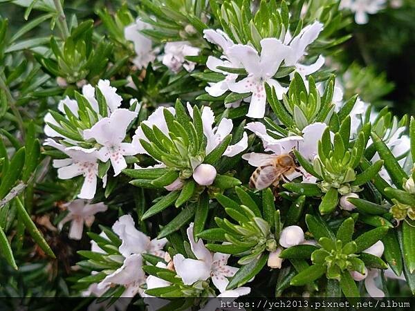 瑪格麗特河谷農場吃冰淇淋 瑪格麗特河谷農場吃冰淇淋