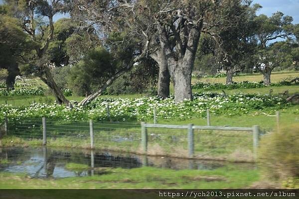 瑪格麗特河谷農場吃冰淇淋 瑪格麗特河谷農場吃冰淇淋