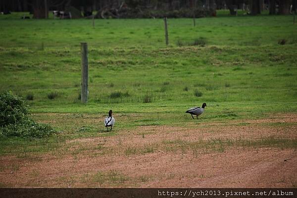 瑪格麗特河谷農場吃冰淇淋 瑪格麗特河谷農場吃冰淇淋