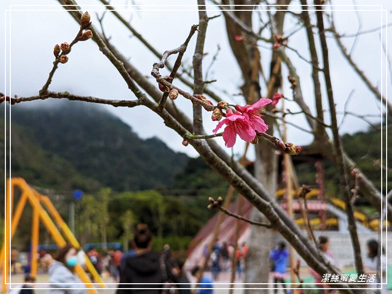 泰雅原住民文化產業園區-苗栗泰安/泡腳池x煮溫泉蛋x遊樂設施.免費親子景點