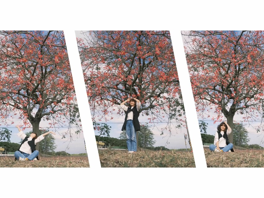 [彰化二林景點] 香田國小美人樹步道｜枝條垂落美人樹爆發｜浪漫粉色花海｜秋季限定美景｜2023.11.12花況 - 萍姐愛分享