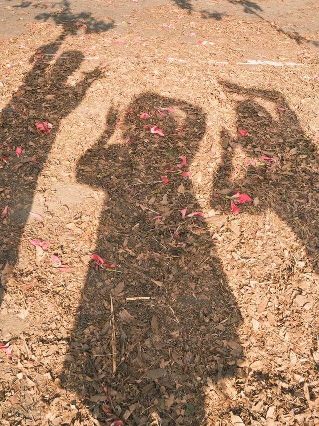 [彰化二林景點] 香田國小美人樹步道｜枝條垂落美人樹爆發｜浪漫粉色花海｜秋季限定美景｜2023.11.12花況 - 萍姐愛分享