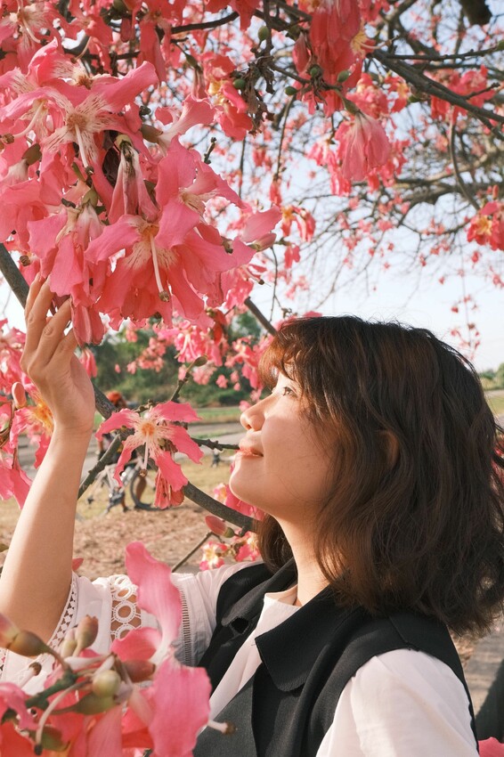 [彰化二林景點] 香田國小美人樹步道｜枝條垂落美人樹爆發｜浪漫粉色花海｜秋季限定美景｜2023.11.12花況 - 萍姐愛分享