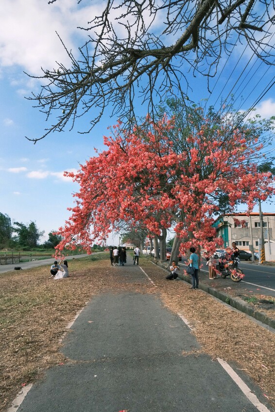 [彰化二林景點] 香田國小美人樹步道｜枝條垂落美人樹爆發｜浪漫粉色花海｜秋季限定美景｜2023.11.12花況 - 萍姐愛分享