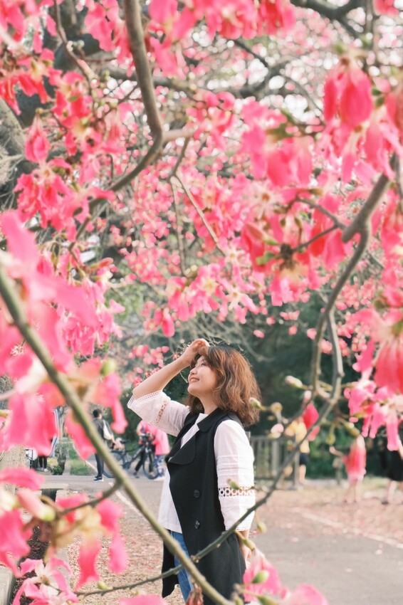 [彰化二林景點] 香田國小美人樹步道｜枝條垂落美人樹爆發｜浪漫粉色花海｜秋季限定美景｜2023.11.12花況 - 萍姐愛分享