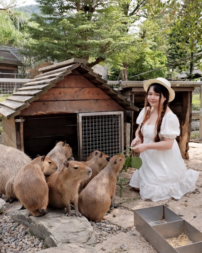 【桃園景點推薦】 2023熱門親子景點蘇家莊園~還有超多小動
