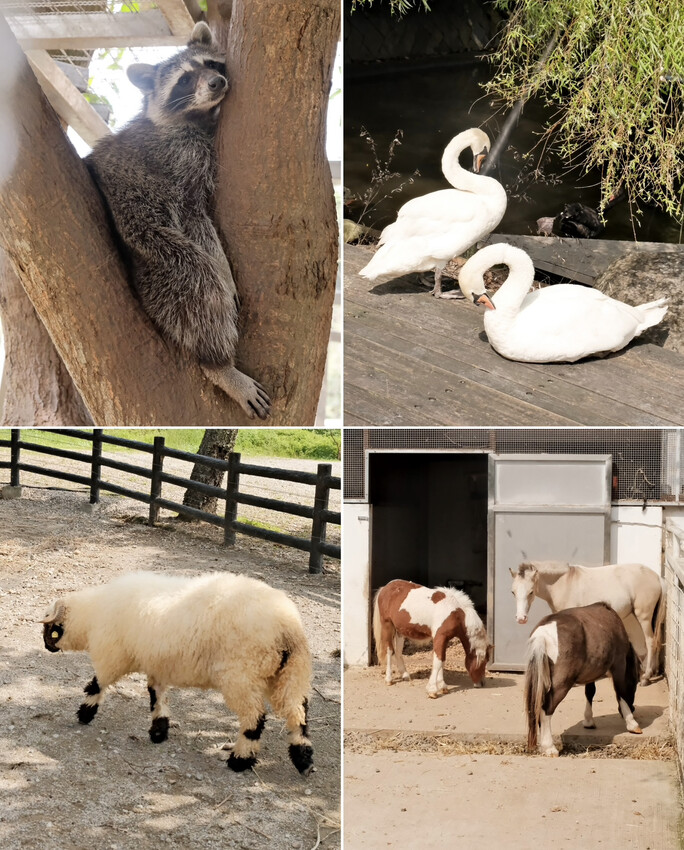 【桃園景點推薦】 2023熱門親子景點蘇家莊園~還有超多小動