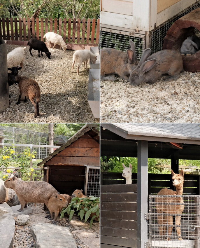 【桃園景點推薦】 2023熱門親子景點蘇家莊園~還有超多小動