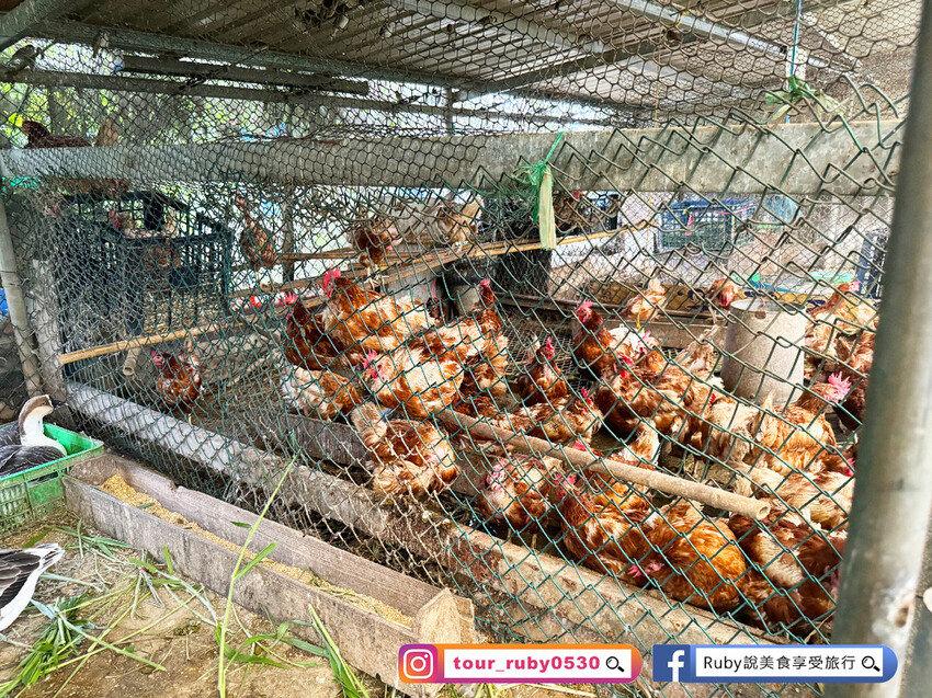 【桃園親子景點】陽榮生態農場,門票100元可全部折抵,可讓孩 【桃園親子景點】陽榮生態農場,門票100元可全部折抵,可讓孩