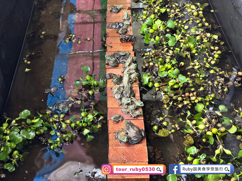 【桃園親子景點】陽榮生態農場,門票100元可全部折抵,可讓孩 【桃園親子景點】陽榮生態農場,門票100元可全部折抵,可讓孩