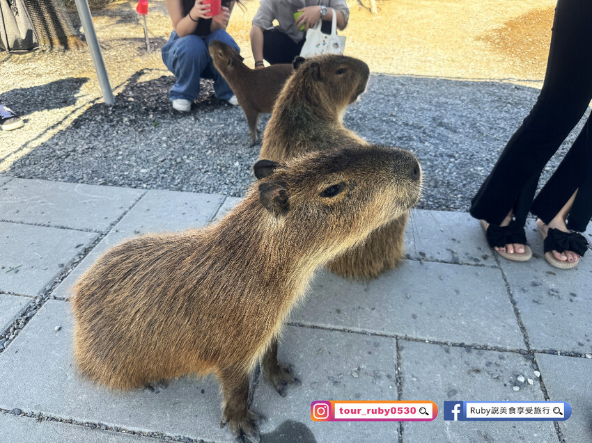 【宜蘭羅東親子景點】星夢森林劇場-會握手的水豚君，近距離與可