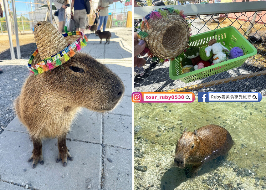 【宜蘭羅東親子景點】星夢森林劇場-會握手的水豚君，近距離與可