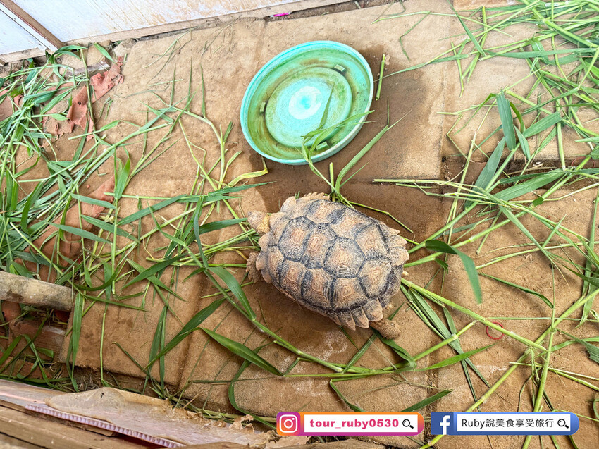 【桃園親子景點】陽榮生態農場,門票100元可全部折抵,可讓孩 【桃園親子景點】陽榮生態農場,門票100元可全部折抵,可讓孩