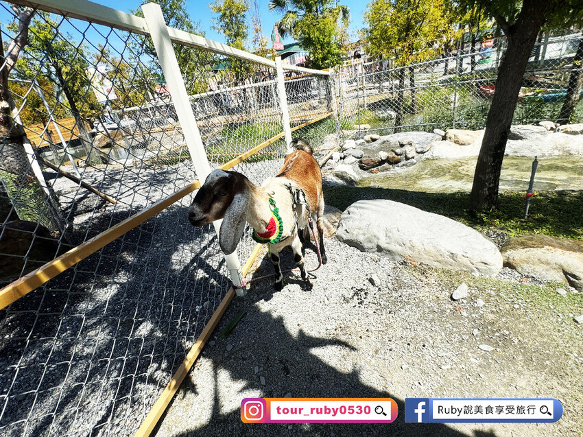 【宜蘭羅東親子景點】星夢森林劇場-會握手的水豚君，近距離與可