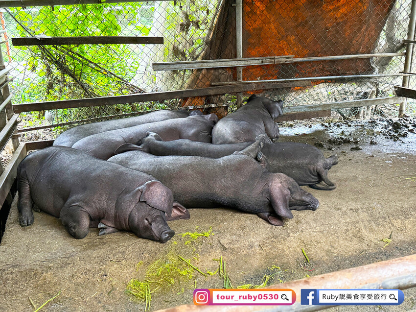 【桃園親子景點】陽榮生態農場,門票100元可全部折抵,可讓孩 【桃園親子景點】陽榮生態農場,門票100元可全部折抵,可讓孩