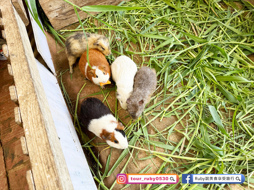 【桃園親子景點】陽榮生態農場,門票100元可全部折抵,可讓孩 【桃園親子景點】陽榮生態農場,門票100元可全部折抵,可讓孩