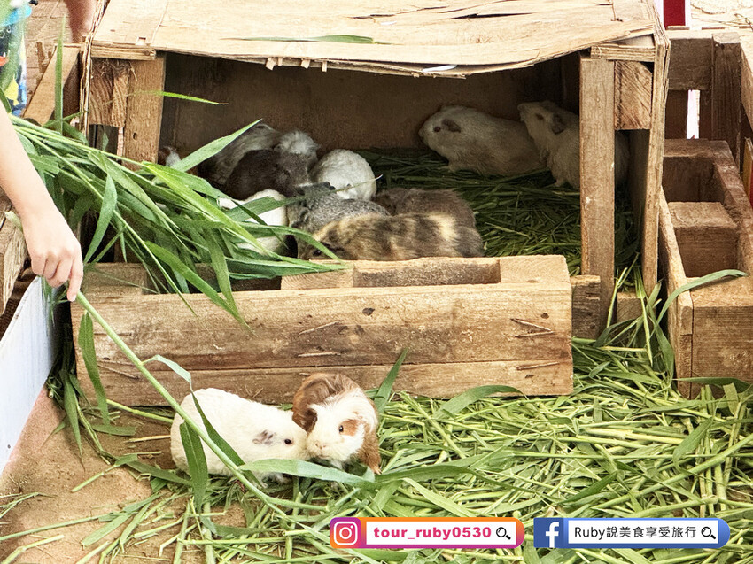 【桃園親子景點】陽榮生態農場,門票100元可全部折抵,可讓孩 【桃園親子景點】陽榮生態農場,門票100元可全部折抵,可讓孩