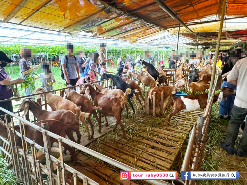【桃園親子景點】陽榮生態農場,門票100元可全部折抵,可讓孩 【桃園親子景點】陽榮生態農場,門票100元可全部折抵,可讓孩