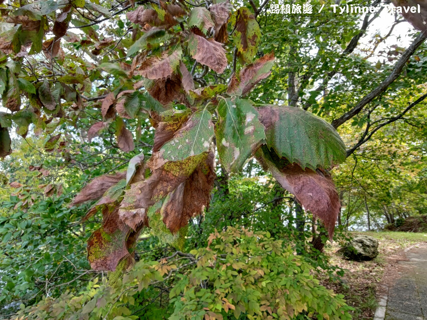 【北海道景點】大沼國定公園，新日本三景之一湖島群 | 湖光風景 | 函館景點 | 日本旅遊景點推薦