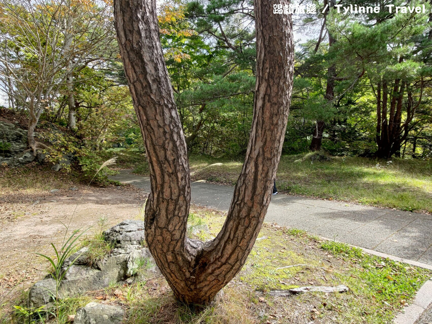 【北海道景點】大沼國定公園，新日本三景之一湖島群 | 湖光風景 | 函館景點 | 日本旅遊景點推薦