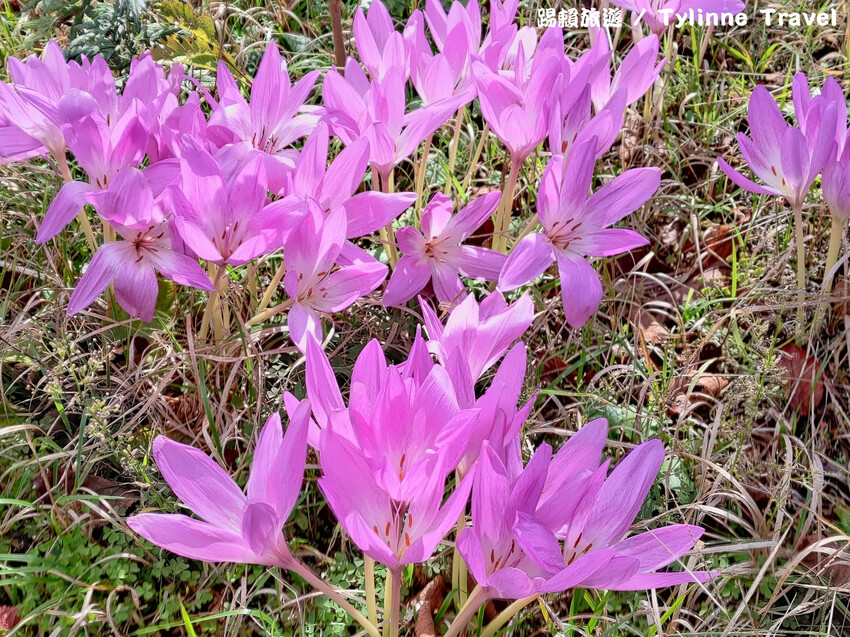 【北海道景點】大沼國定公園，新日本三景之一湖島群 | 湖光風景 | 函館景點 | 日本旅遊景點推薦