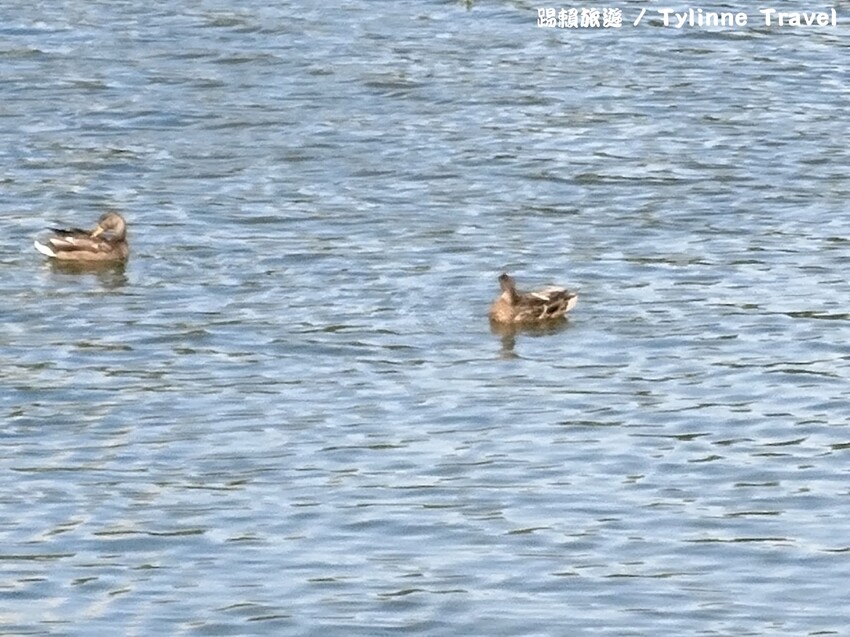 【北海道景點】大沼國定公園，新日本三景之一湖島群 | 湖光風景 | 函館景點 | 日本旅遊景點推薦