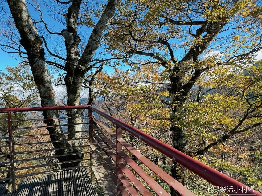 季節限定黃金森林秘境【台灣山毛櫸步道】交通及攻略｜宜蘭太平山
