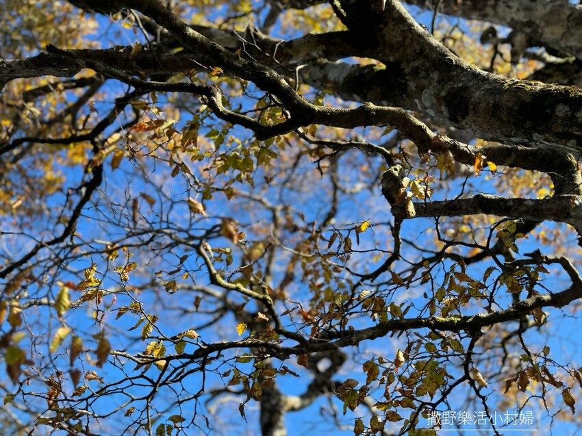 季節限定黃金森林秘境【台灣山毛櫸步道】交通及攻略｜宜蘭太平山