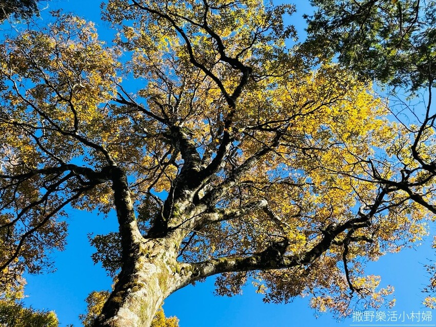 季節限定黃金森林秘境【台灣山毛櫸步道】交通及攻略｜宜蘭太平山