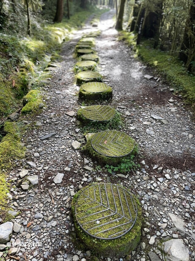 宜蘭景點》台灣山毛櫸國家步道｜走進太平山的檜木杉林裡，漫步在