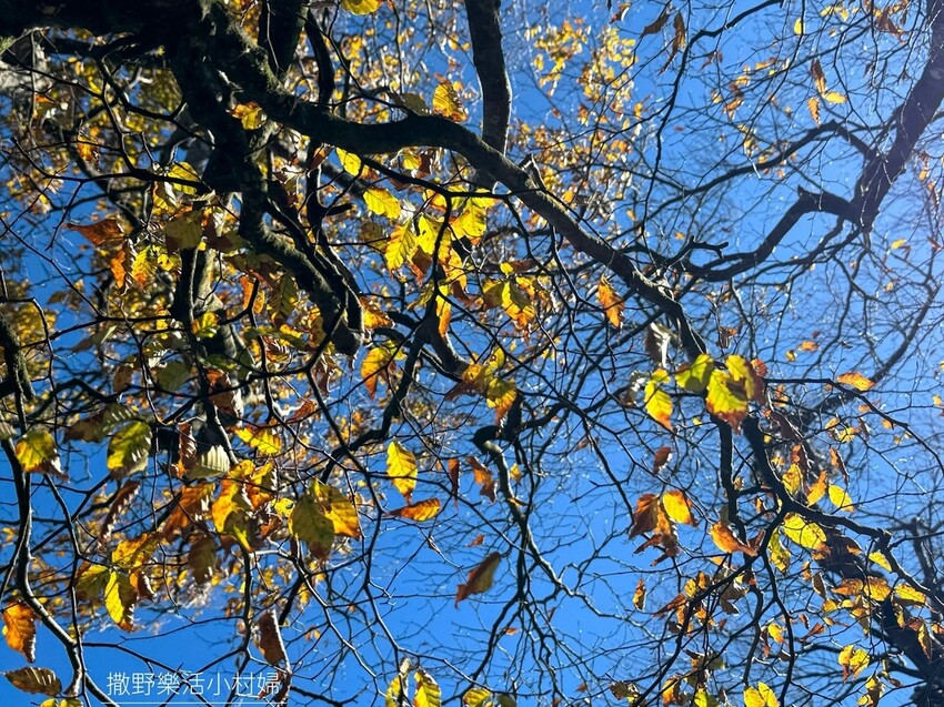 季節限定黃金森林秘境【台灣山毛櫸步道】交通及攻略｜宜蘭太平山