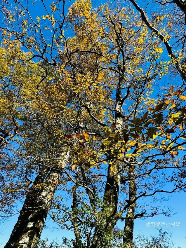 季節限定黃金森林秘境【台灣山毛櫸步道】交通及攻略｜宜蘭太平山