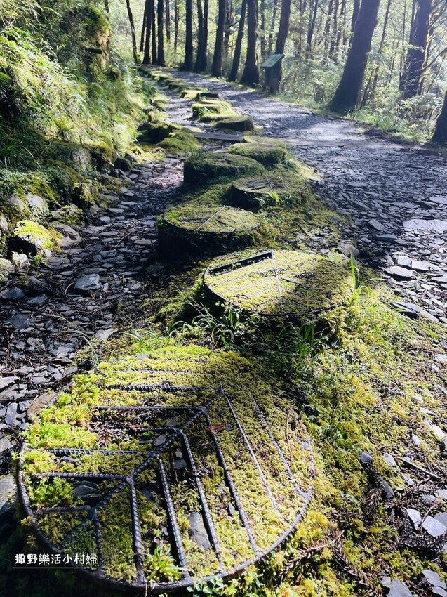 宜蘭景點》台灣山毛櫸國家步道｜走進太平山的檜木杉林裡，漫步在