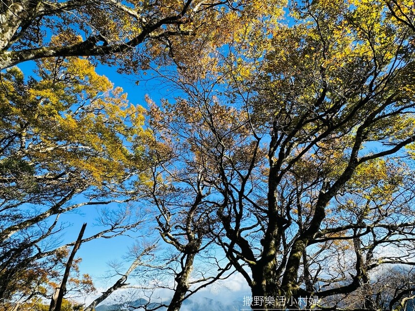 季節限定黃金森林秘境【台灣山毛櫸步道】交通及攻略｜宜蘭太平山