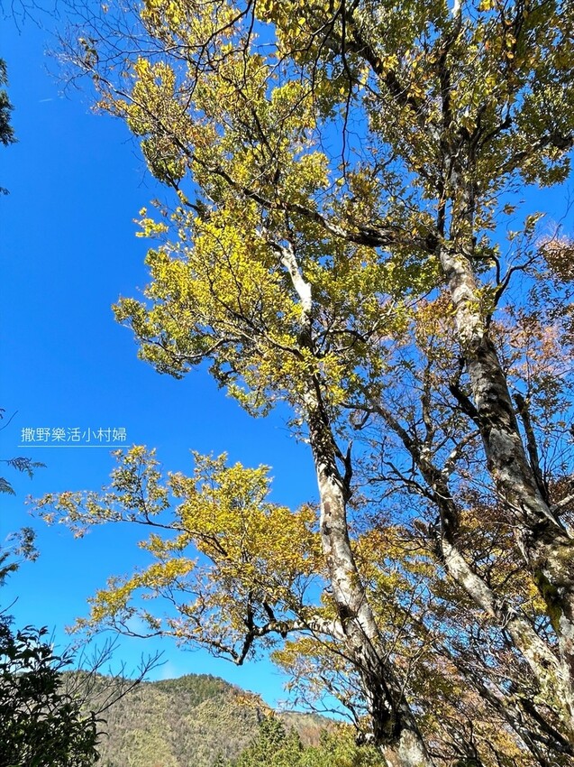 季節限定黃金森林秘境【台灣山毛櫸步道】交通及攻略｜宜蘭太平山