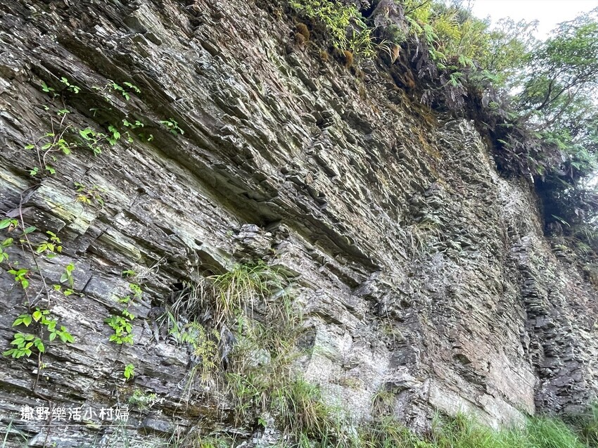 宜蘭景點》台灣山毛櫸國家步道｜走進太平山的檜木杉林裡，漫步在