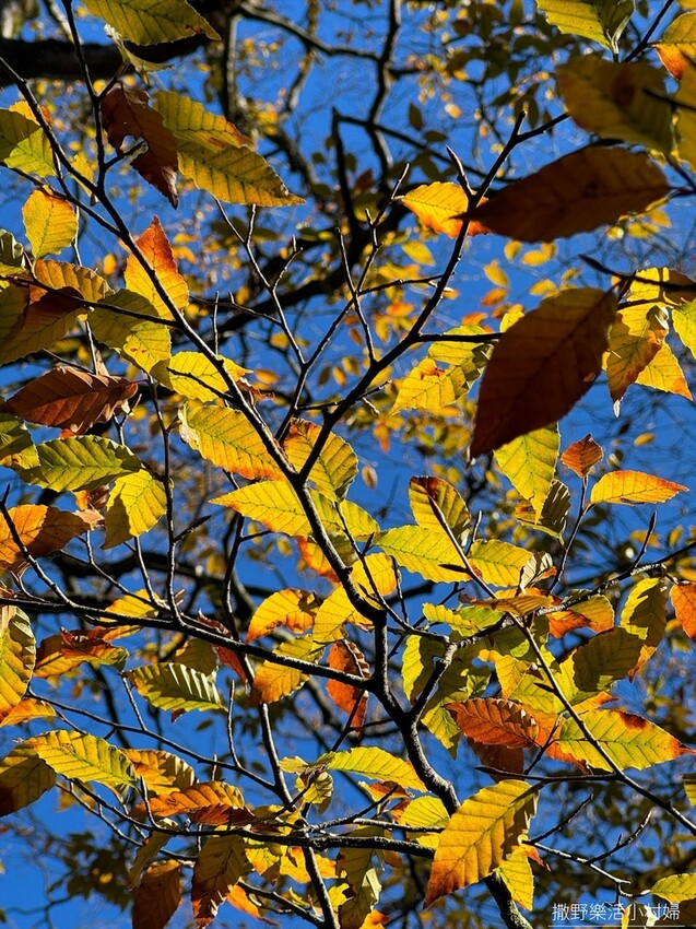 季節限定黃金森林秘境【台灣山毛櫸步道】交通及攻略｜宜蘭太平山