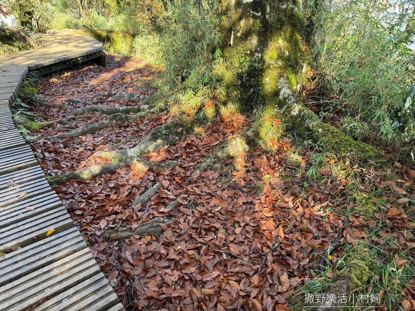 季節限定黃金森林秘境【台灣山毛櫸步道】交通及攻略｜宜蘭太平山