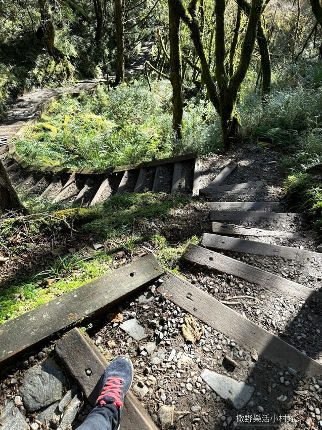 季節限定黃金森林秘境【台灣山毛櫸步道】交通及攻略｜宜蘭太平山