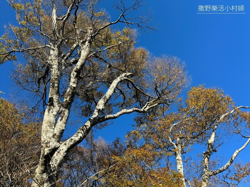 季節限定黃金森林秘境【台灣山毛櫸步道】交通及攻略｜宜蘭太平山