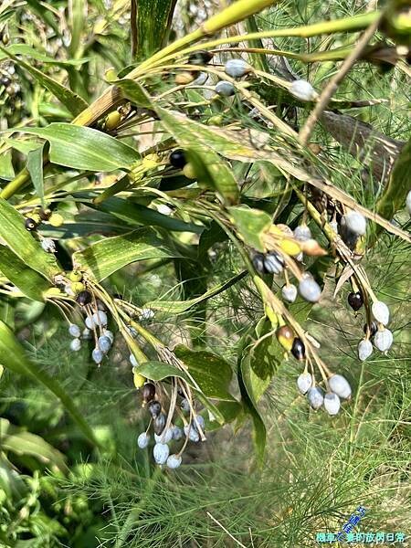 [中部活動] 台中和平 原流新創聚落【跟著Siliq去旅行 
