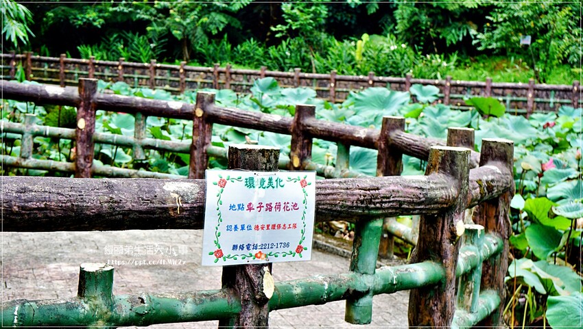 新北景點～初夏賞荷趣！輕鬆搭輕軌到新店荷花私房點，近耕莘醫院與文科技大學