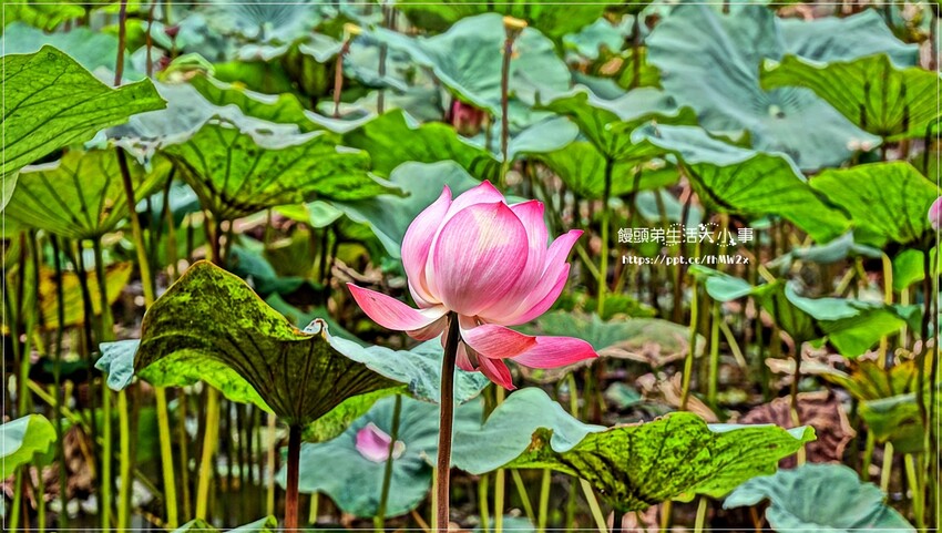 新北景點～初夏賞荷趣！輕鬆搭輕軌到新店荷花私房點，近耕莘醫院與文科技大學