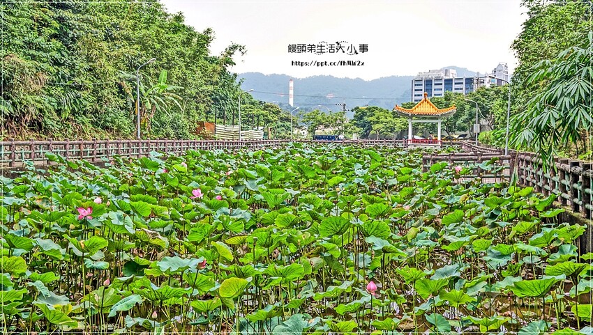 新北景點～初夏賞荷趣！輕鬆搭輕軌到新店荷花私房點，近耕莘醫院與文科技大學