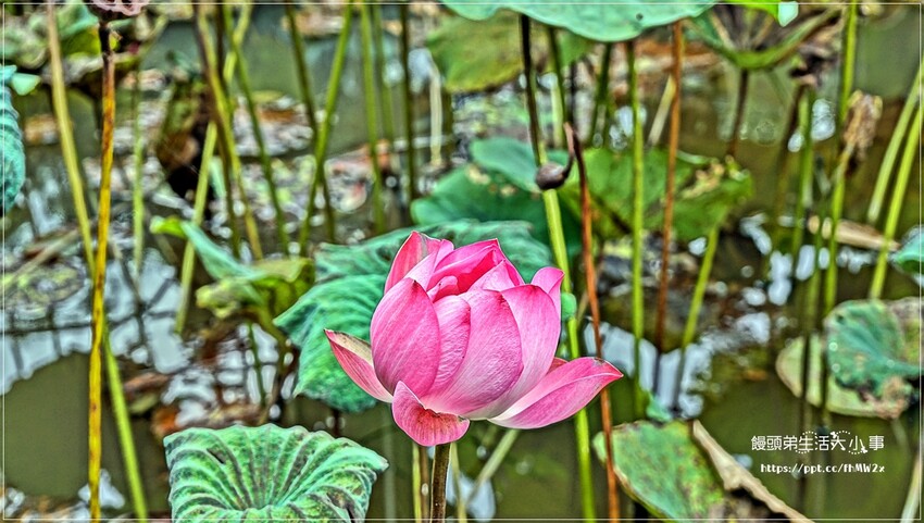 新北景點～初夏賞荷趣！輕鬆搭輕軌到新店荷花私房點，近耕莘醫院與文科技大學