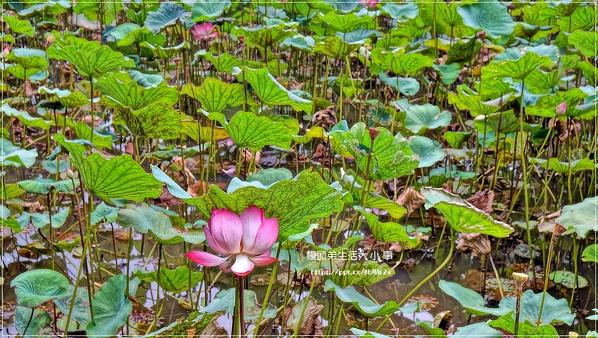 新北景點～初夏賞荷趣！輕鬆搭輕軌到新店荷花私房點，近耕莘醫院與文科技大學