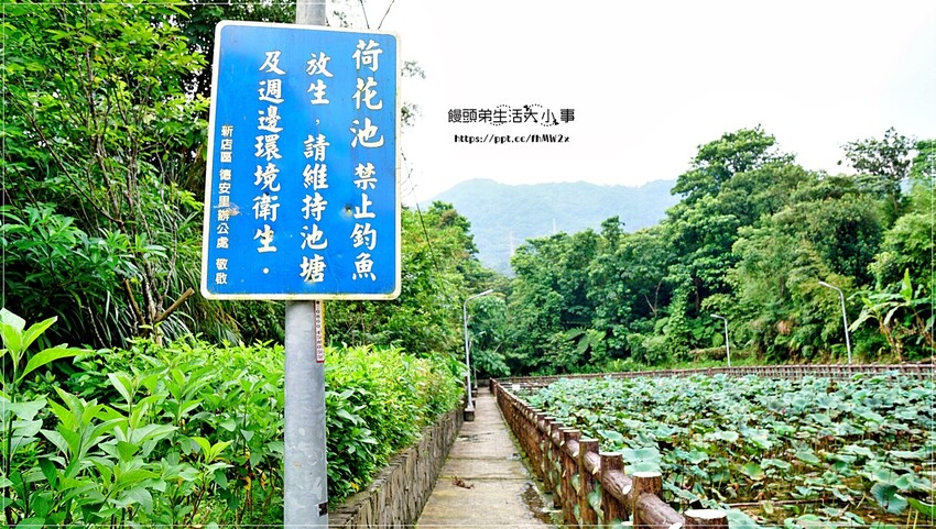 新北景點～初夏賞荷趣！輕鬆搭輕軌到新店荷花私房點，近耕莘醫院與文科技大學