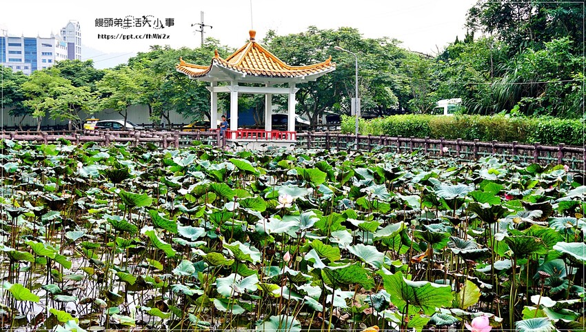 新北景點～初夏賞荷趣！輕鬆搭輕軌到新店荷花私房點，近耕莘醫院與文科技大學