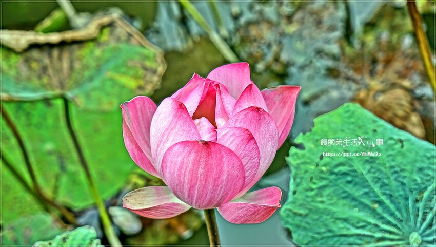 新北景點～初夏賞荷趣！輕鬆搭輕軌到新店荷花私房點，近耕莘醫院與文科技大學