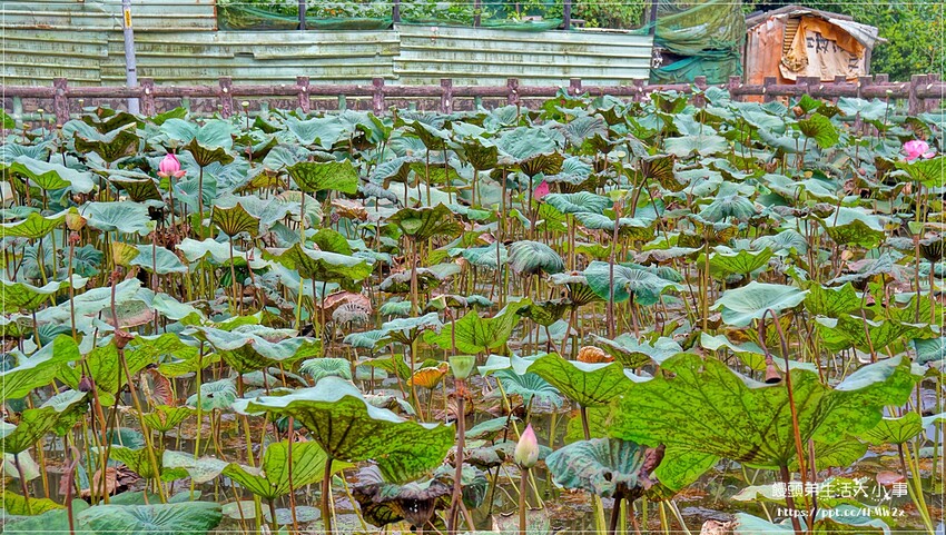 新北景點～初夏賞荷趣！輕鬆搭輕軌到新店荷花私房點，近耕莘醫院與文科技大學